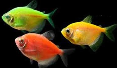 Cá Cánh Buồm Màu