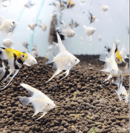 Cá Thần Tiên Size Nhỏ