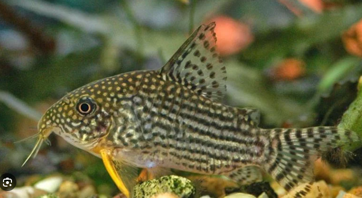 Cá Chuột Bông Sao