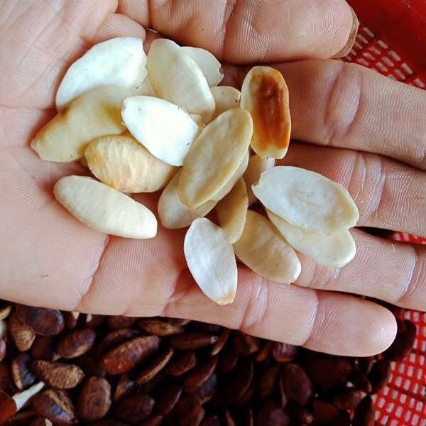 Hạt kơnia