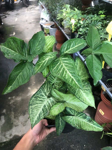 CÂY TRẦU BÀ BẠC