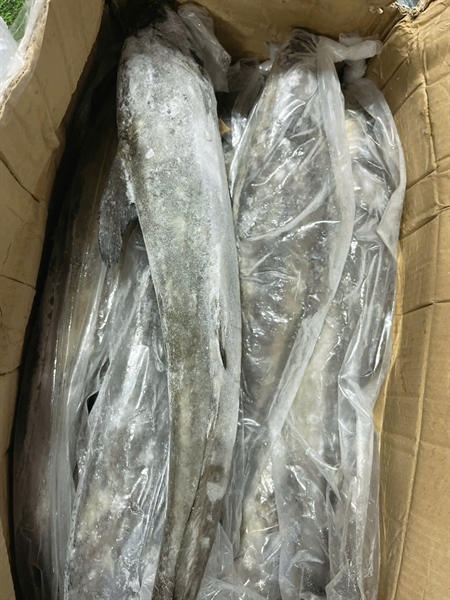 Cá Bóp biển NC Indo 1-3kg 20kg