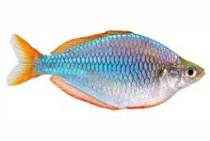 Cá Cầu Vồng Việt