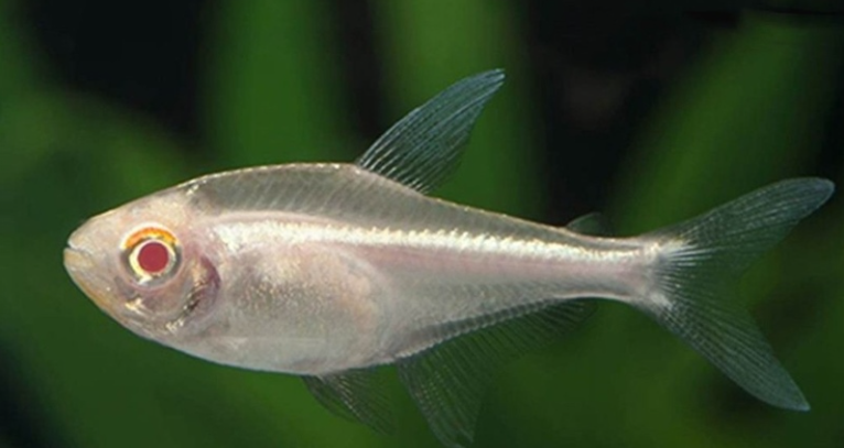 Cá Neon Vàng Albino