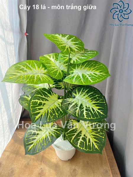 Cây 18 lá - Môn trắng giữa - Cây - Hoa Lụa Vân Vượng