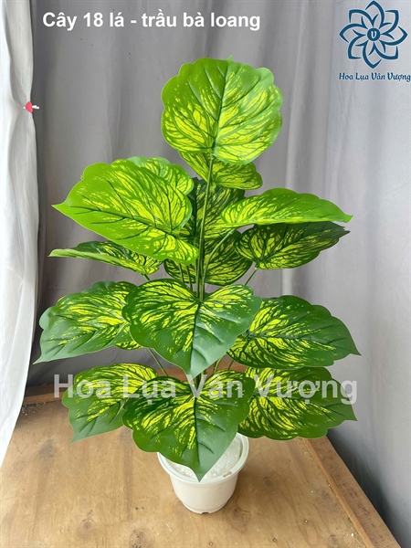 Cây 18 lá - trầu bà loang - Cây - Hoa Lụa Vân Vượng