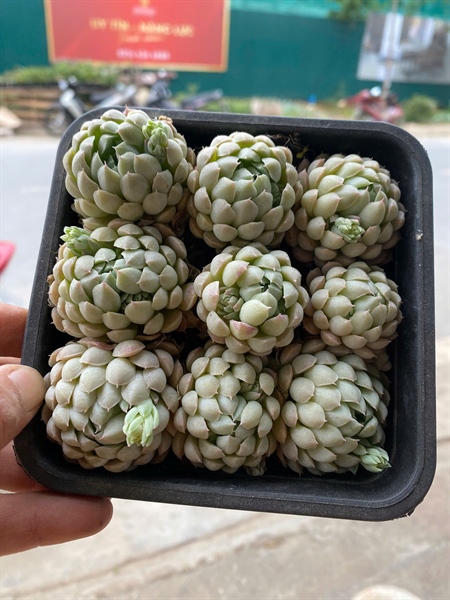 SEN ĐÁ BỤI(THÙNG 20 CÂY)