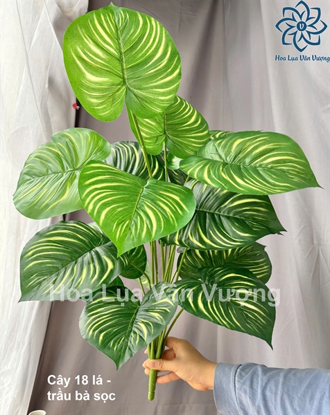Cây 18 lá - Trầu bà sọc - Cây - Hoa Lụa Vân Vượng