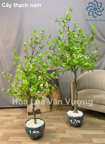 Cây Thạch Nam 1,7m - Cây - Hoa Lụa Vân Vượng