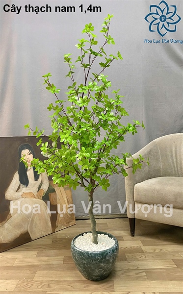 Cây Thạch Nam 1,4m - Cây - Hoa Lụa Vân Vượng