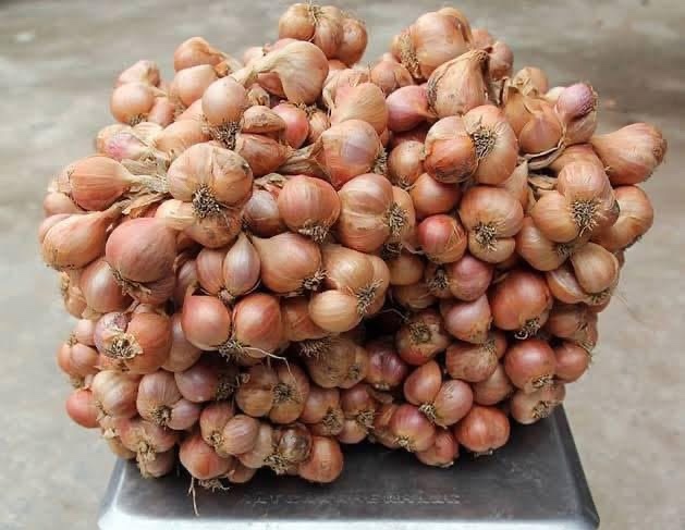 HÀNH TÍM KHÔ CHỌN LỌCエシャロット