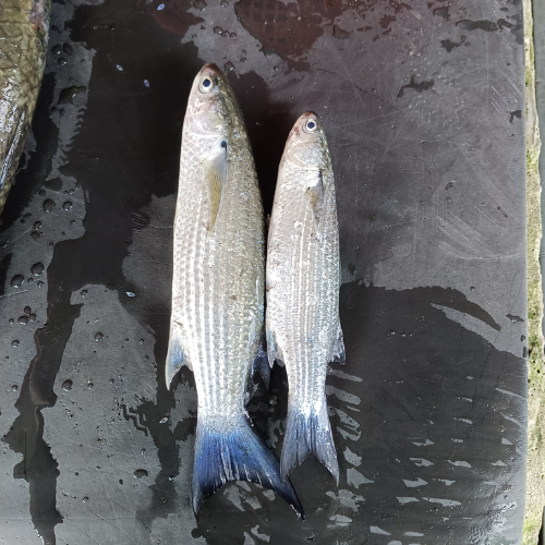 Cá đối size 4-6 con/kg