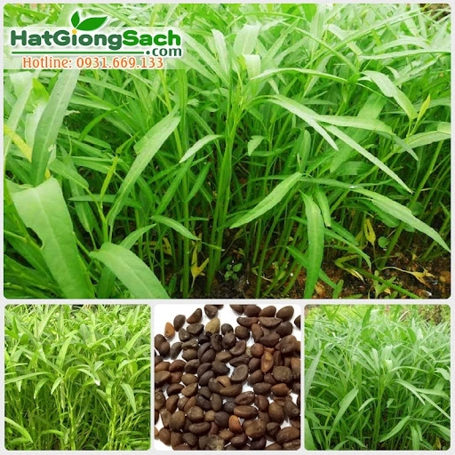 HẠT GIỐNG RAU MUỐNG LÁ TRE