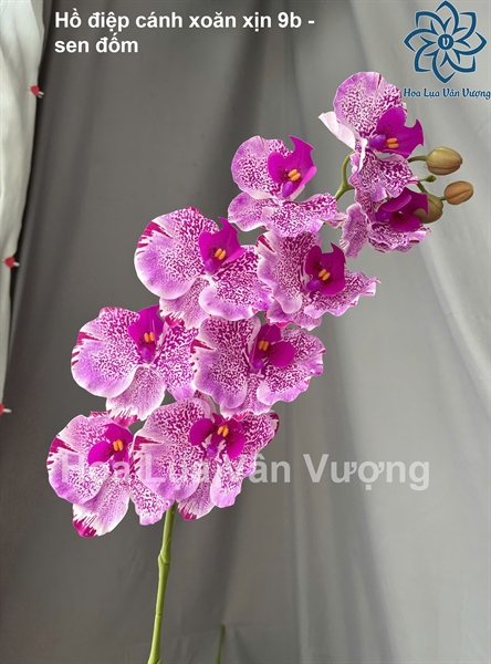 Hồ điệp cánh xoăn xịn 9b - sen đốm - Hồ điệp, lan - Hoa Lụa Vân Vượng