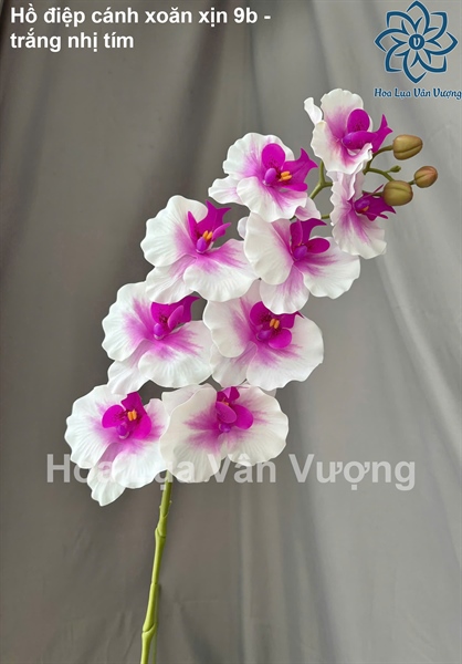 Hồ điệp cánh xoăn xịn 9b - trắng nhị tím - Hồ điệp, lan - Hoa Lụa Vân Vượng