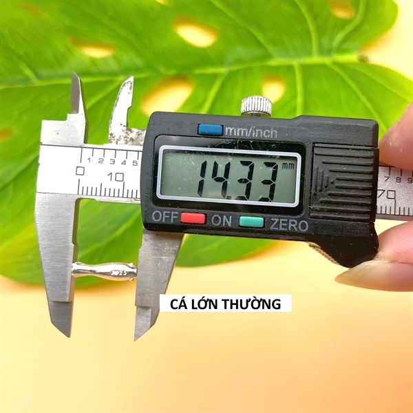 Nối hình cá mắt thường bé CB1511-1