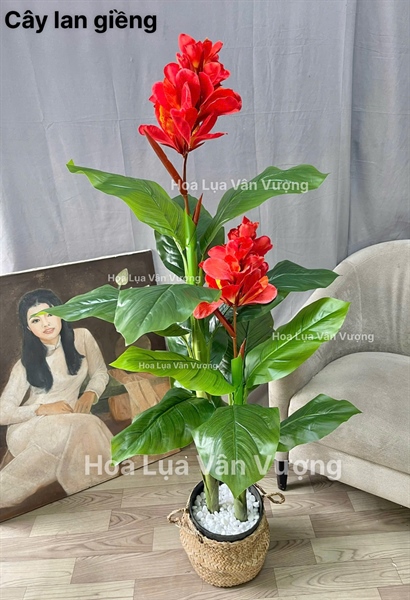 Cây lan giềng - Cây - Hoa Lụa Vân Vượng