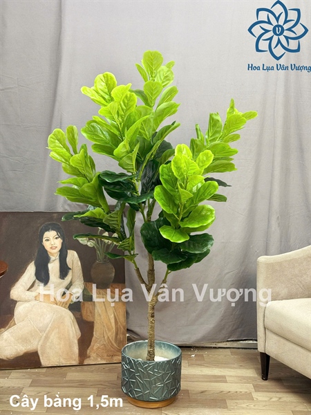 Cây bàng 1,5m - Cây - Hoa Lụa Vân Vượng