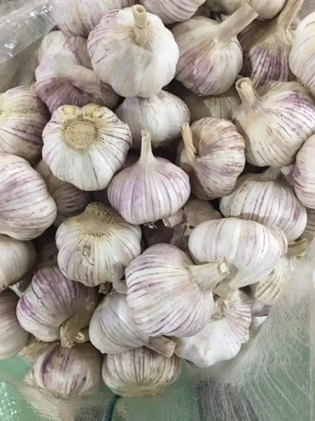 Tỏi tía