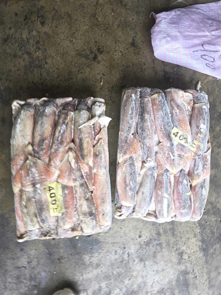 MỰC ỐNG 400/600 ĐÀI LOAN ~17KG