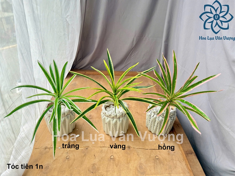 Tóc tiên 1n - Hoa cành ngắn - Hoa Lụa Vân Vượng