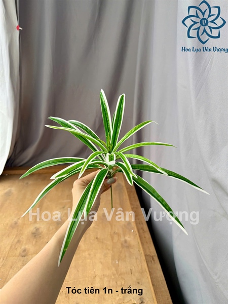 Tóc tiên 1n - Lá cành ngắn - Hoa Lụa Vân Vượng
