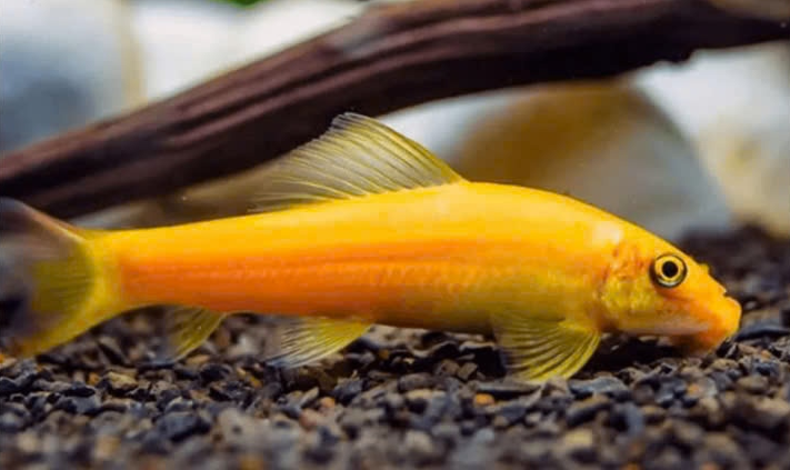 Nô Lệ Vàng ( Lau Kính ) ( Size Lớn )