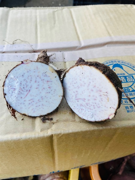 KHOAI MÔN ĐÔNG LẠNH 500g /冷凍タロイモ·