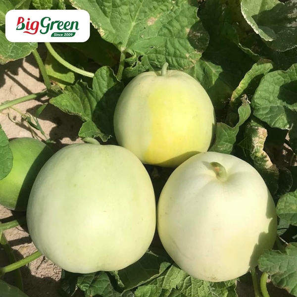 Dưa Lê Ninh Thuận