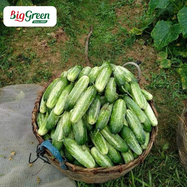 Dưa Chuột Nếp VietGAP