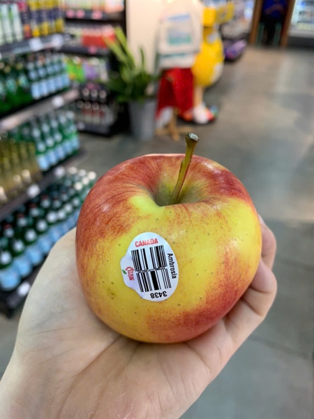 Táo Ambrosia - Apple