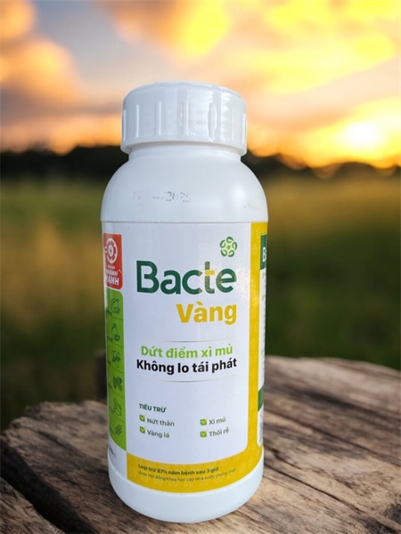 BACTE VÀNG