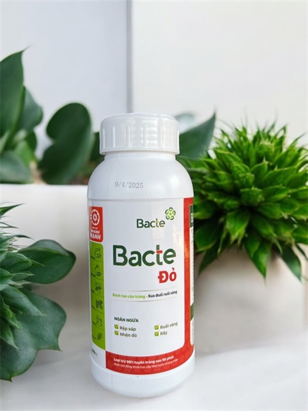 BACTE ĐỎ
