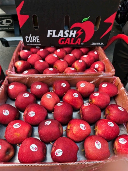 Táo gala Flash Nam Phi