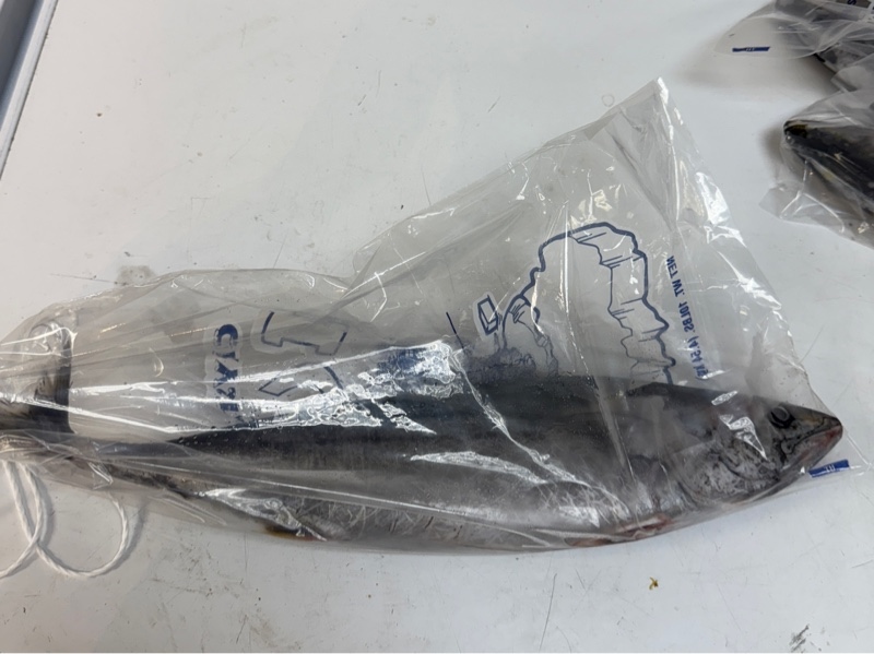 Cá Ngừ Sọc Dưa