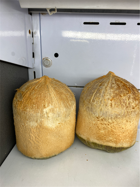 Fresh Coconut Dừa Tươi フレッシュココナッツ