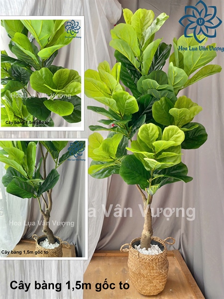 Cây bàng 1,5m gốc to - Cây - Hoa Lụa Vân Vượng