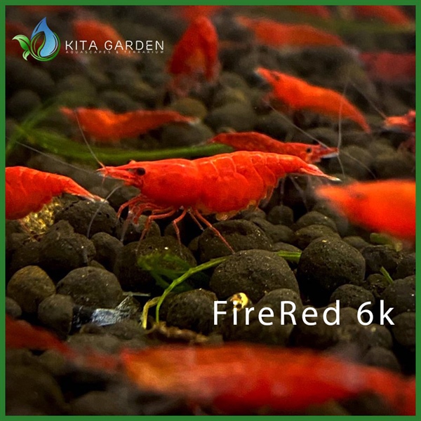 Tép Fire Red