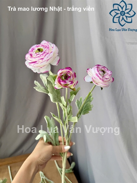 Trà mao lương nhật - trắng viền - Hoa cành dài - Hoa Lụa Vân Vượng