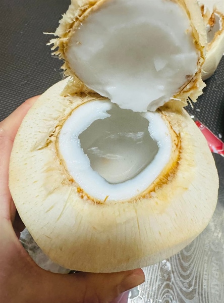 QUẢ DỪA TƯƠI／生ココナッツ