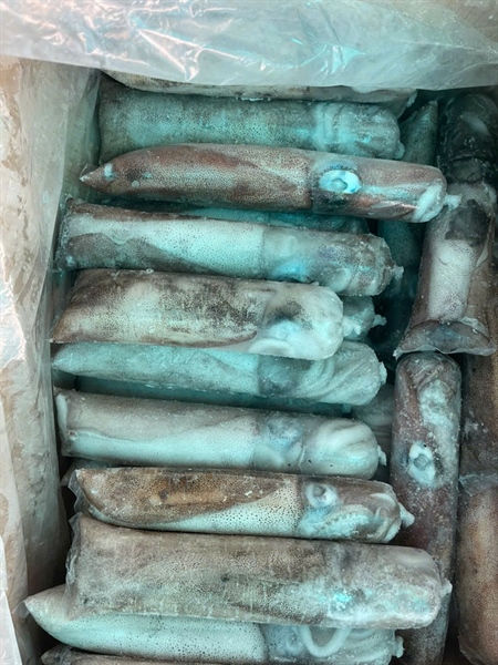 Mực lá cuộn 2A 300/500 15kg