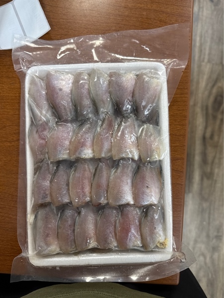 Cá Sặc Bướm