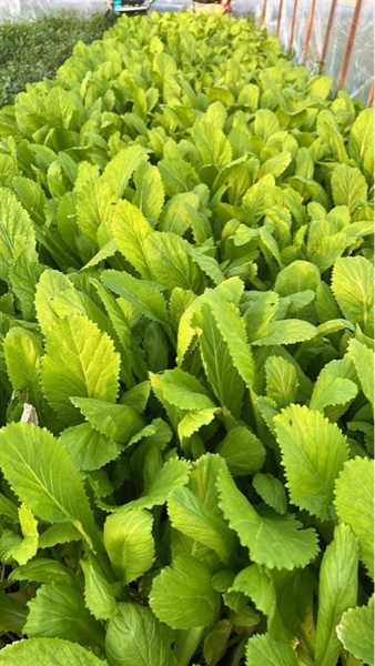 RAU CẢI BÁNH XÈO /葉野菜