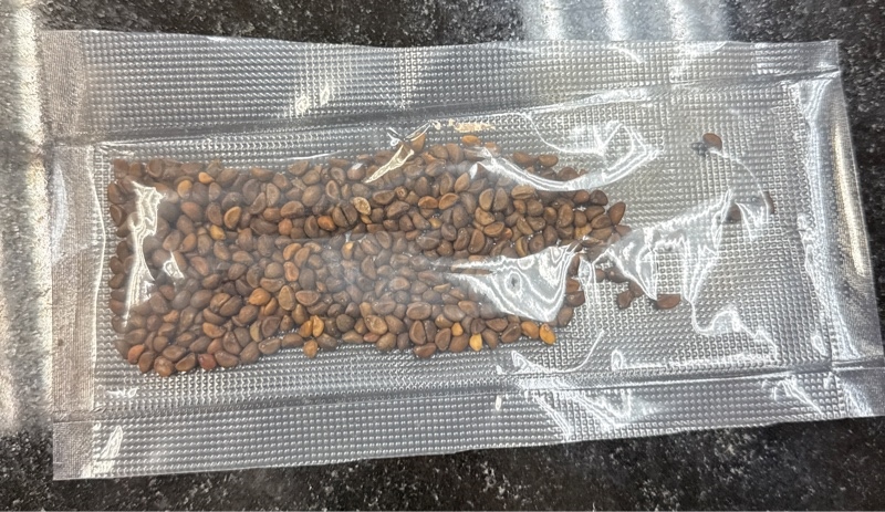 Hạt Giống Rau Muống (27g)