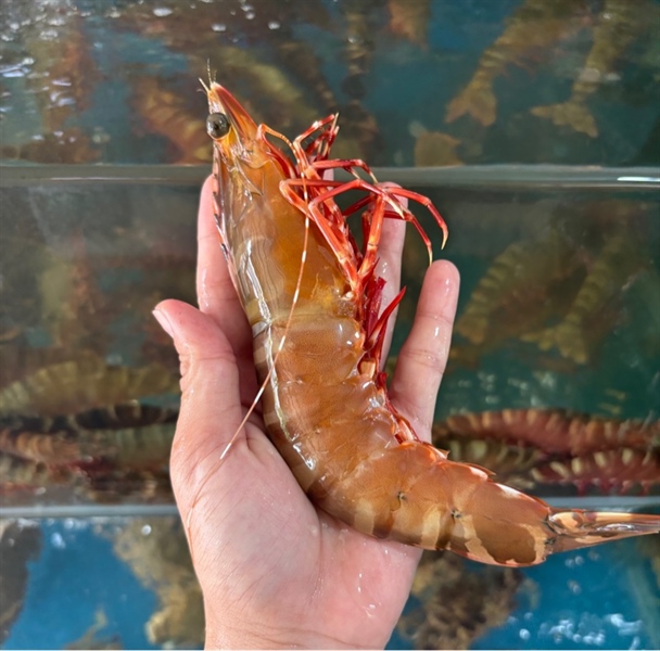 Tôm Sú Biển size 10-15c/kg