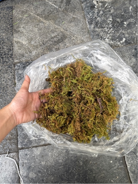 Rêu sợi 50g - Rêu - Hoa Lụa Vân Vượng