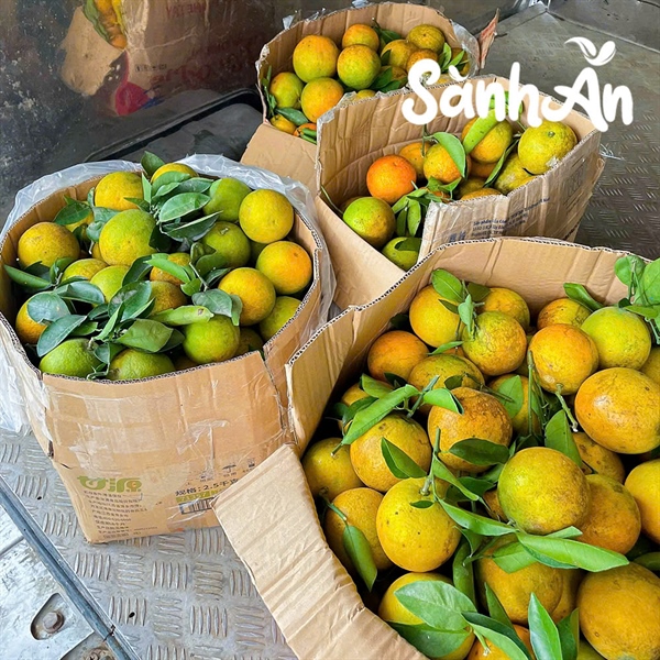 Cam cao phong Hòa bình