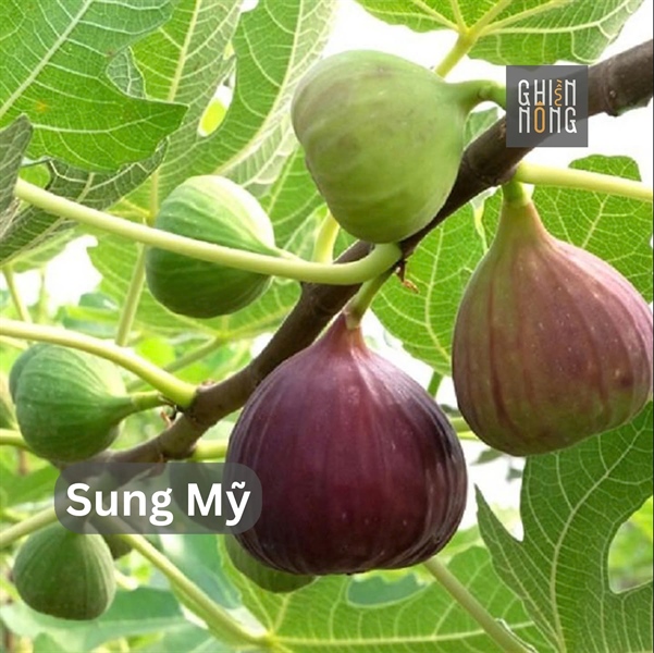 Sung Mỹ | 500g