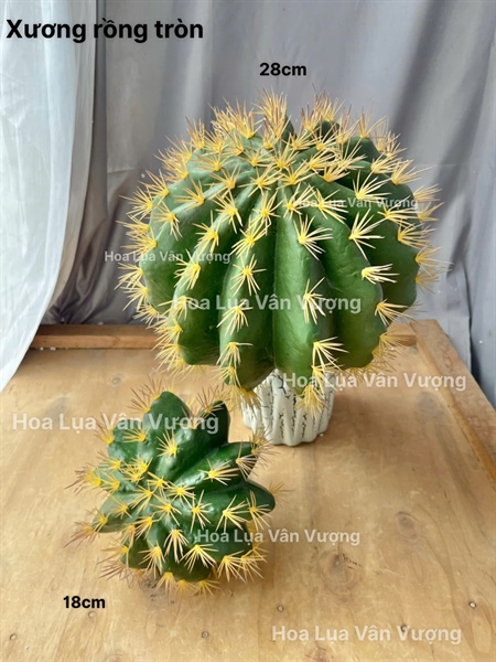 Xương rồng tròn 28cm - vàng - Cây - Hoa Lụa Vân Vượng