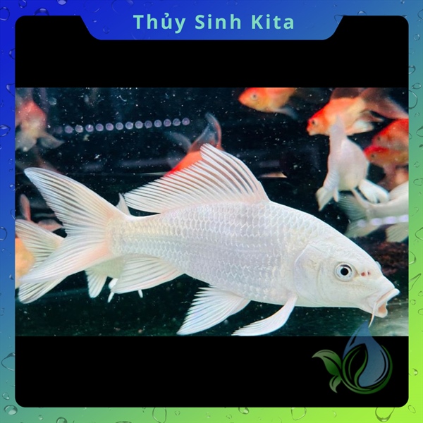 Cá phi tần U6-7